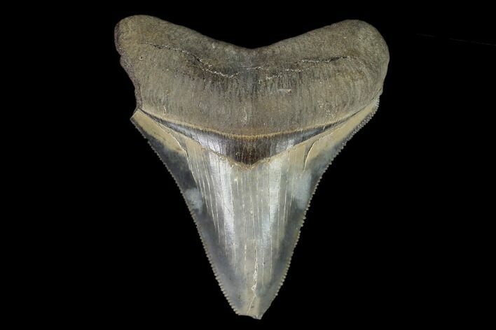 Serrated, Fossil Megalodon Tooth - South Carolina #124693
